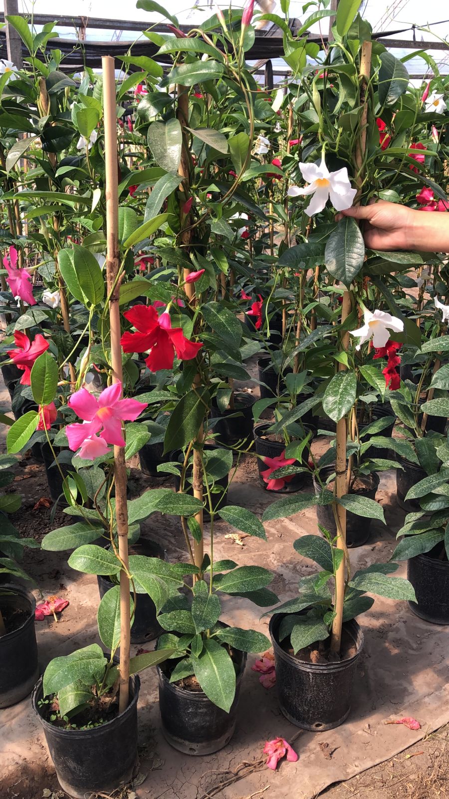 Dipladenia