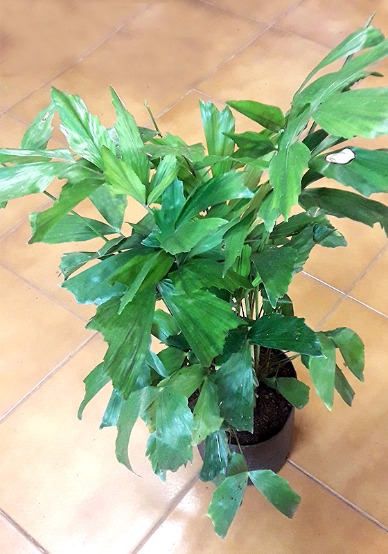 Palmera Caryota Mitis ( Cola de Pez)