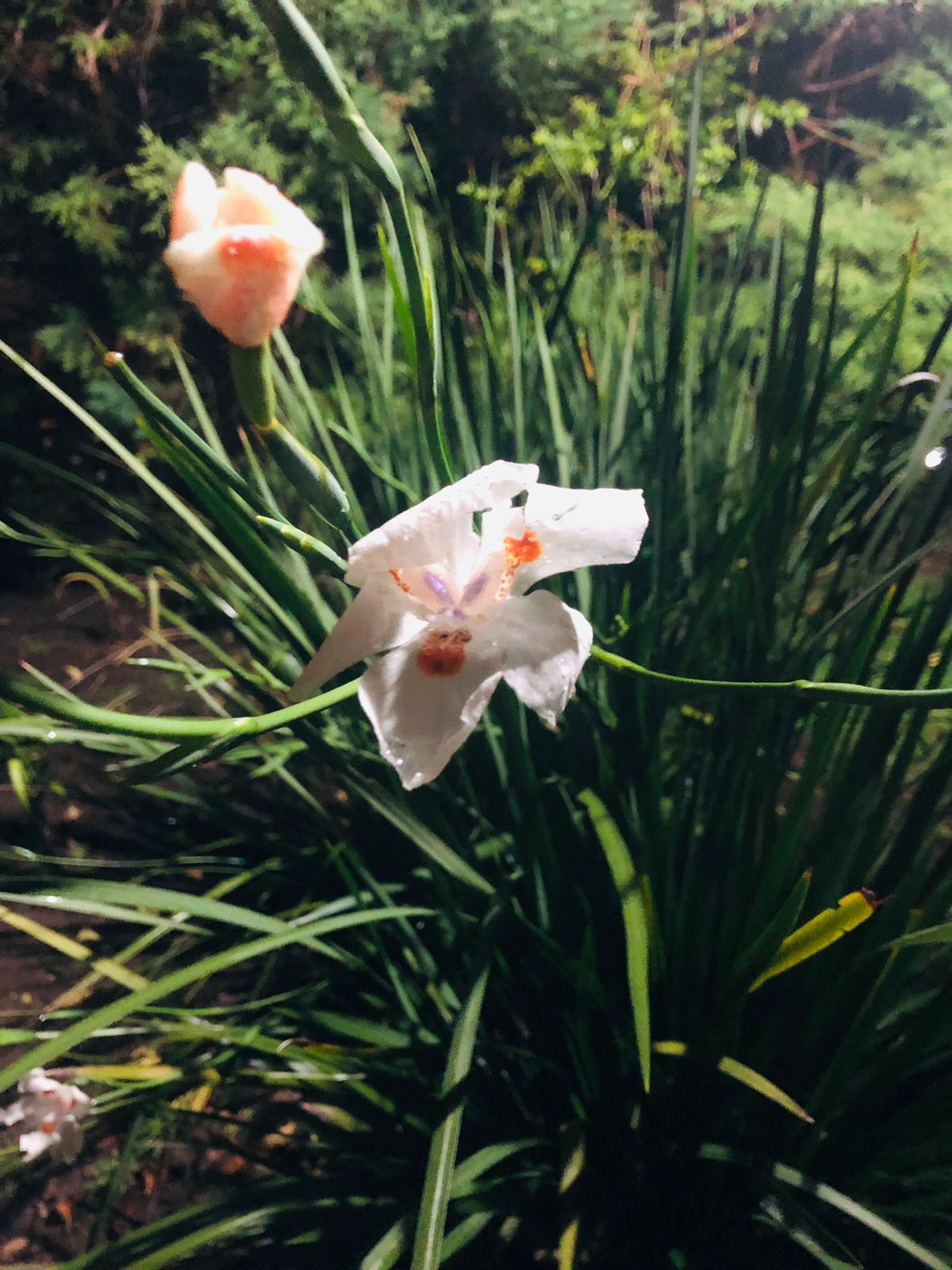 Dietes Brasil (flor Blanca)
